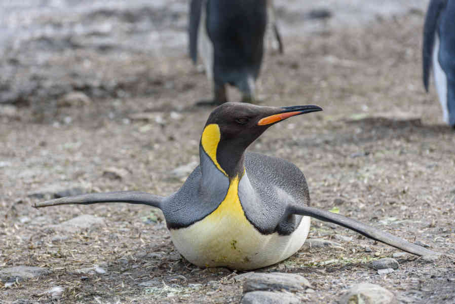 Pingüino Rey - islas Georgias del Sur 036.jpg